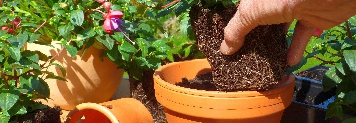 Person topft Pflanze um